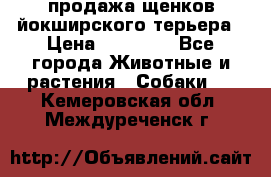 продажа щенков йокширского терьера › Цена ­ 25 000 - Все города Животные и растения » Собаки   . Кемеровская обл.,Междуреченск г.